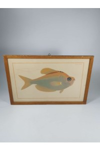 Vintage Κάδρο με Ψάρι Kyrtus Indicus (Kurtus indicus)