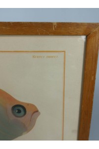 Vintage Κάδρο με Ψάρι Kyrtus Indicus (Kurtus indicus)