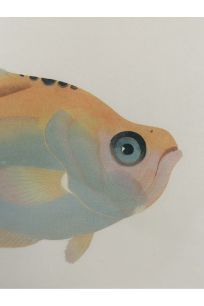 Vintage Κάδρο με Ψάρι Kyrtus Indicus (Kurtus indicus)