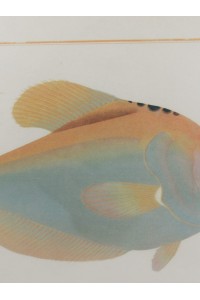 Vintage Κάδρο με Ψάρι Kyrtus Indicus (Kurtus indicus)