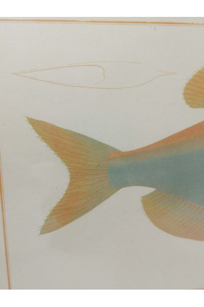 Vintage Κάδρο με Ψάρι Kyrtus Indicus (Kurtus indicus)