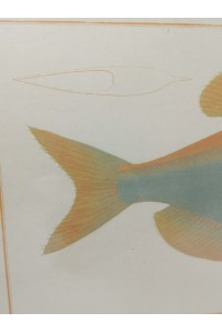 Vintage Κάδρο με Ψάρι Kyrtus Indicus (Kurtus indicus)