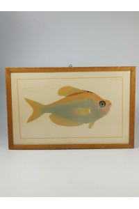 Vintage Κάδρο με Ψάρι Kyrtus Indicus (Kurtus indicus)